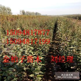 专业种植各种梨树苗 2016新产品梨树苗