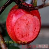 紅肉蘋果苗農(nóng)戶直銷什么價(jià)格 一公分紅肉蘋果苗多少錢一棵