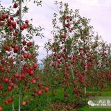 供应辽宁鞍山红肉苹果苗