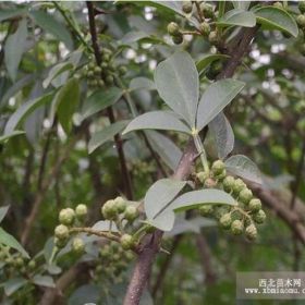 大花椒花椒苗 大红袍花椒