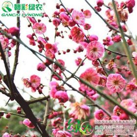 江西綠農(nóng)梅花基地供應(yīng)南京紅梅花小苗梅花大樹樁