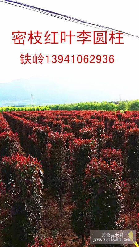 50公紅葉李圓柱造型