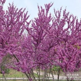 河北紫荆，紫荆基地，紫荆报价