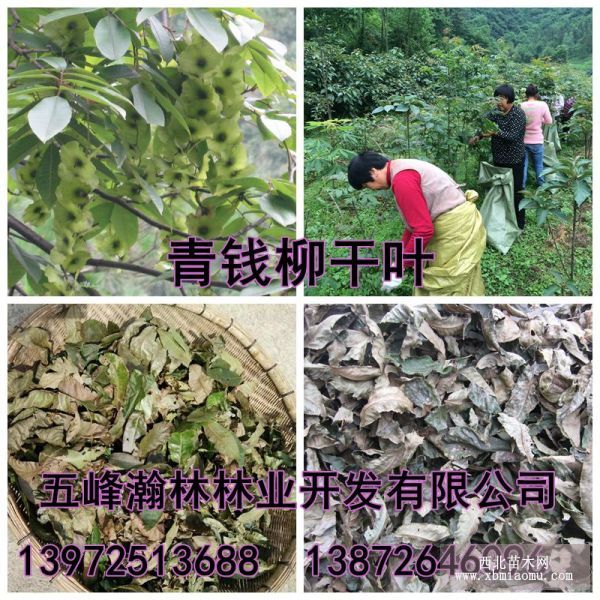 青錢柳,別名金錢柳,搖錢樹,麻柳;胡桃科,青錢柳屬