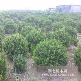 大量出售冠幅150公分卫矛球价低形态好