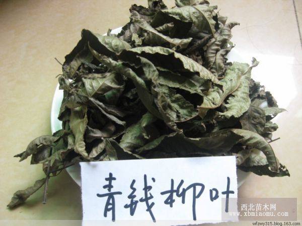 青錢(qián)柳干葉