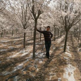 山东青岛阳光樱花小苗