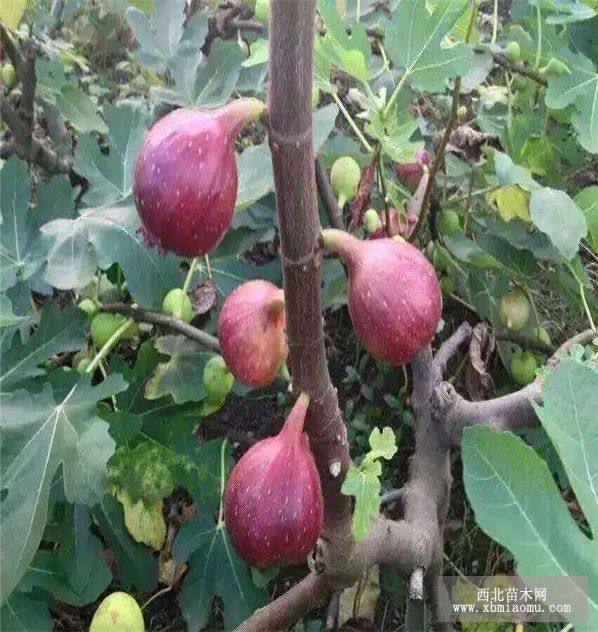 紫陶芬无花果树苗