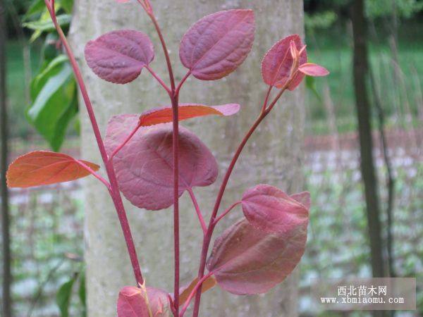 三年生連香樹(shù)苗