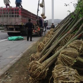 南京大叶女贞、汤泉大叶女贞价格