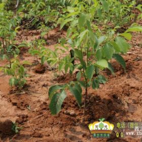 适宜西北地区栽植核桃苗木|冠核一号核桃苗