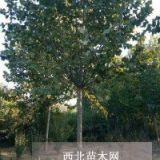 法桐哪里種植的多價(jià)格便宜