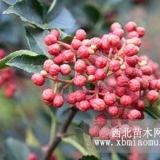 花椒苗供應(yīng)，竹葉花椒花椒苗