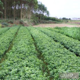 四川大量南瓜橘苗批发_四川哪里有南瓜橘苗买_