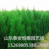 供应蜀侩 高度3米蜀侩价格  蜀侩基地