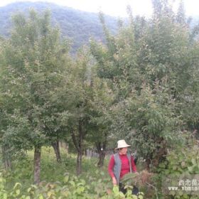 湖北海棠大树 湖北海棠大树价格 湖北海棠大树供应商 湖北海棠