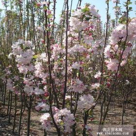 西府海棠、垂丝海棠、贴梗海棠、木瓜海棠