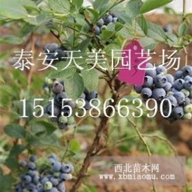 三年兩年三年四年藍(lán)莓苗價格，藍(lán)豐來克西西來薄霧奧尼爾