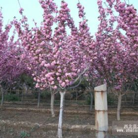 产自东京的樱花苗，色泽艳丽，花香扑鼻