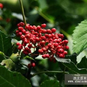 油叶花椒树、花椒苗