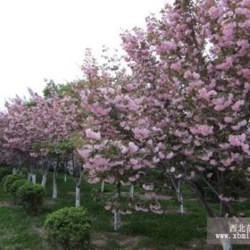 双樱乔木，樱花基地直销樱花