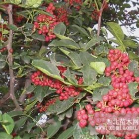 泰安九叶青花椒苗