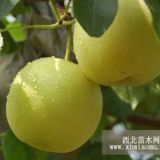 梨苗夏冠產(chǎn)量