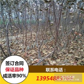 4公分苹果树苗 5公分苹果树苗批发价格