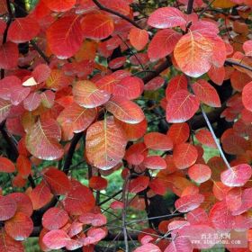 泰山紅櫨苗 嫁接優(yōu)質(zhì)紅櫨苗 綠化苗培育基地特銷