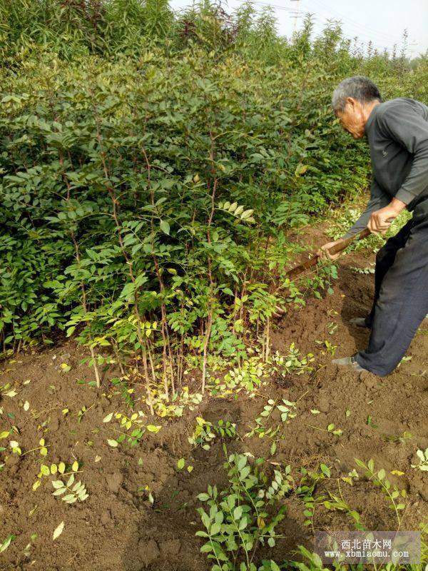 大红袍花椒苗