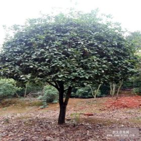 湖南桂花基地,各种桂花树价格