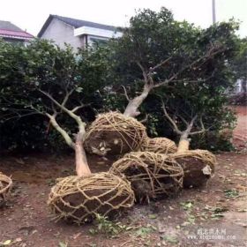 香緣树那里多？香緣树价格