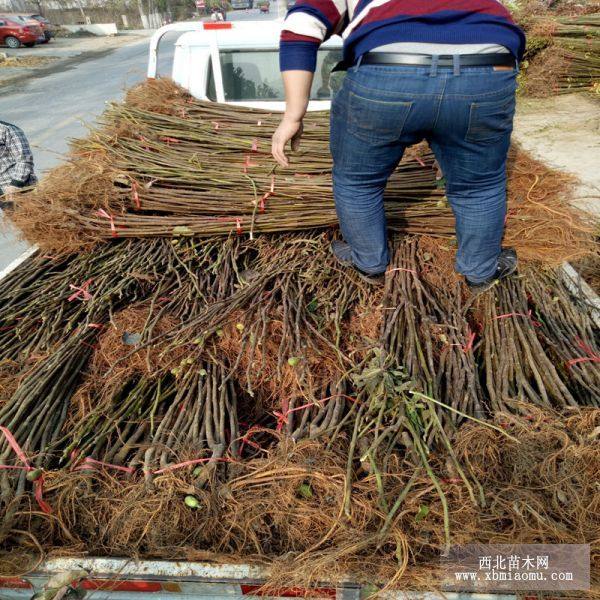 金傲芬无花果苗