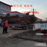 皇冠梨樹產量如何/梨樹苗價格哪里賣/梨樹苗多少錢一棵