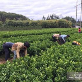 福州大量砂糖桔苗批发_福州哪里有砂糖桔苗买