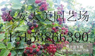 一年紅樹莓苗、黃樹莓苗價格，兩年價格，三年價格，樹莓苗那里好