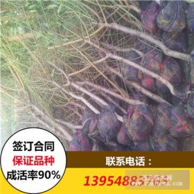 黄桃树苗价格 2公分桃树苗价格 3公分桃树苗价格