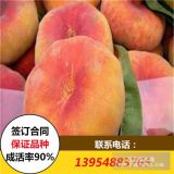 2017年桃苗價(jià)格 蟠桃苗價(jià)格 油桃苗價(jià)格