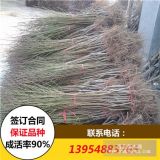 早熟春雪桃苗价格 突围桃苗价格 黄桃苗价格