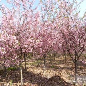 泰安关山樱花小苗