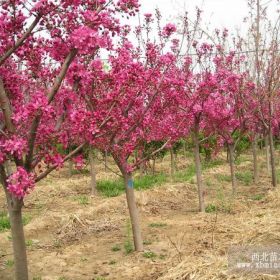 泰安红叶樱花