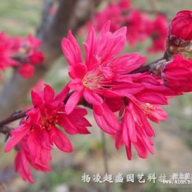 大量供應(yīng)紅菊花桃