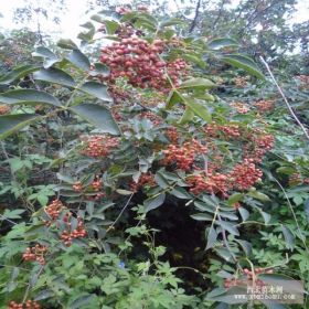 花椒苗种植销售基地 大红袍花椒苗包成活 价格合理