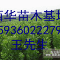 速生楊樹苗泡桐花椒苗桃樹苗梨樹苗欒樹冬青苗大量出售低價供應(yīng)