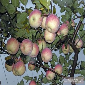 苹果实生苗批发 苹果实生苗基地 苹果实生苗规格