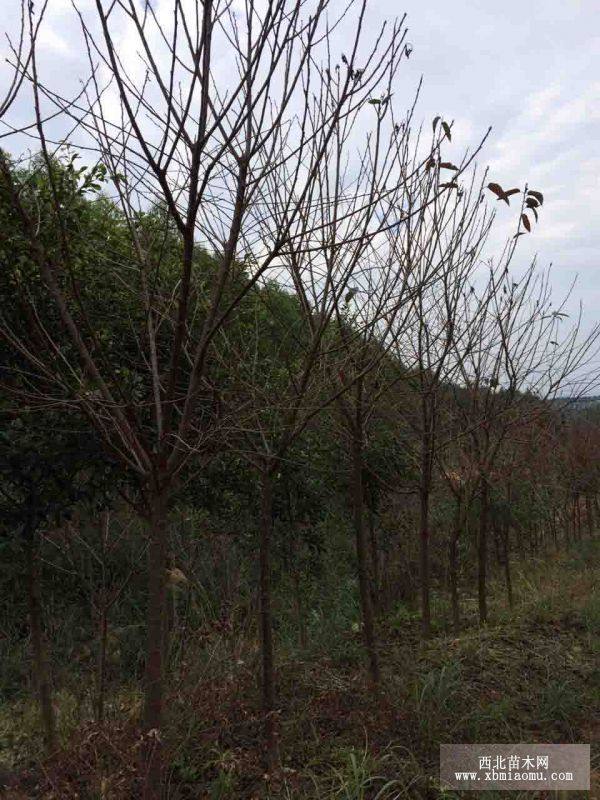 福建山櫻花