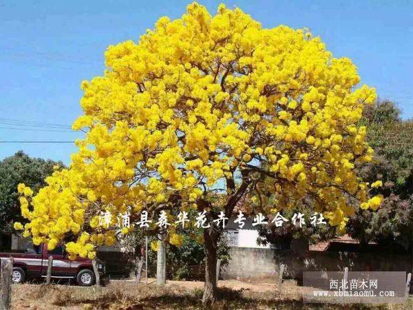 黃花風(fēng)鈴木