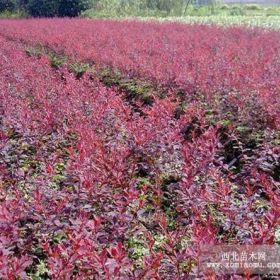 泰安金叶女贞 红叶小檗 大叶黄杨