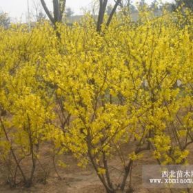 连翘苗1-2年连翘苗 紫叶李 核桃苗 山楂树 柿子树 苹果树