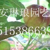 一公分無(wú)花果樹(shù)苗，兩公分無(wú)花果樹(shù)苗，三公分無(wú)花果苗。